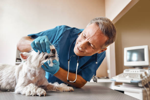 Best Walk-In Emergency Dental Services in Williamstown, NJ
